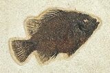 Plate of Two Fossil Fish (Cockerellites & Knightia) - Wyoming #292354-2